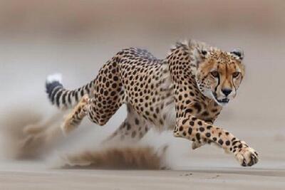  تاکید سازمان حفاظت محیط‌ زیست بر تقویت فرهنگ زیست‌محیطی