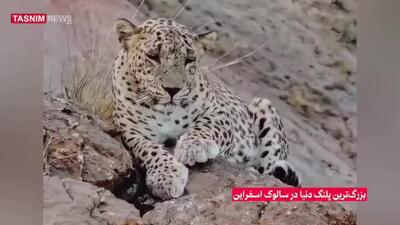  ثبت تصویر بزرگ‌ترین پلنگ دنیا در ارتفاعات سالوک خراسان شمالی