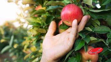  قصه حضرت آدم و میوه ممنوعه - کلبه سرگرمی