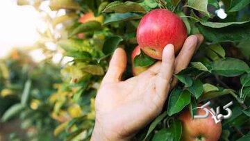  قصه حضرت آدم و میوه ممنوعه - مجله اینترنتی کولاک