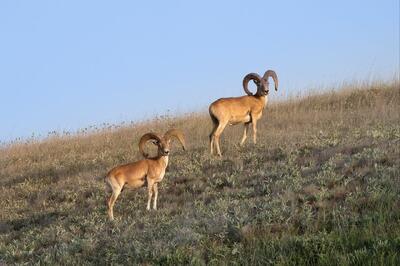  آغاز سرشماری پاییزه حیات‌وحش در پارک ملی گلستان