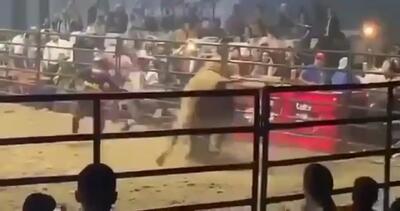  فیلم / حمله گاو به گاوبازها در میدان مسابقه