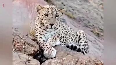  فیلم از زیباترین پلنگ ایرانی در خراسان شمالی / این پلنگ در دنیا هم بی نظیر زیباست