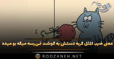  معنی ضرب المثل گربه دستش به گوشت نمی‌رسه میگه بو میده + داستان