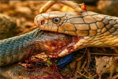  مستند حیات وحش؛ مار گشنه همنوع هم نمیشناسه