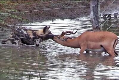  مستند حیات وحش؛ ایمپالا تو ریلکسیشن بود که سگ وحشی شرحه اش گرد
