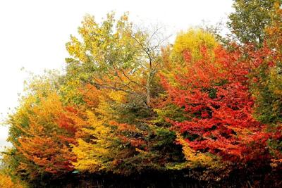  عکس | رنگ‌آمیزی شاعرانه پاییز در دودانگه ساری