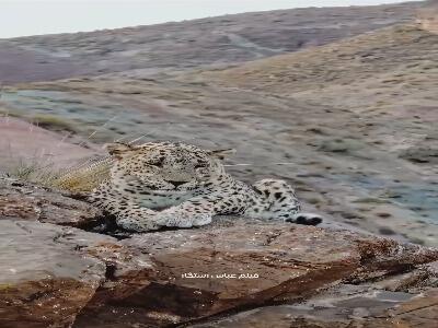  بزرگ‌ترین پلنگ دنیا در ارتفاعات سالوک خراسان شمالی