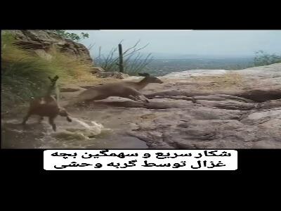  شکار ناگهانی بچه غزال توسط گربه وحشی