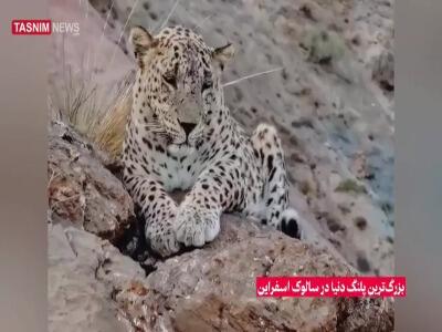  ثبت تصویر بزرگ‌ترین پلنگ دنیا در ارتفاعات سالوک خراسان شمالی