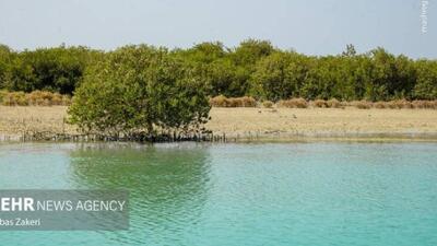  جنگل حرا؛ شگفتی سبز قشم