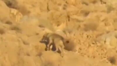  گله گرگ‌های خاکستری در جاشلوبار