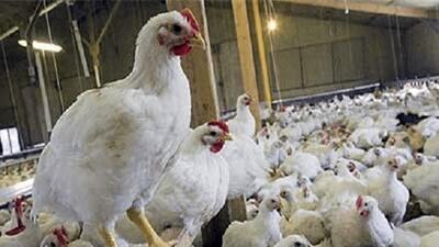  اولین واکنش به ماجرای تریاکی شدن مرغ‌ها