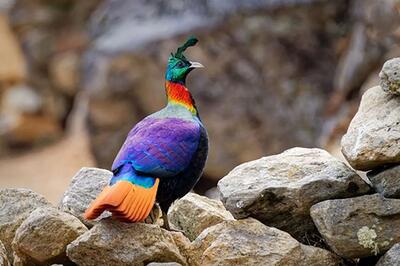  «کاکل‌پری»؛ پرنده‌ای که مثل الماس در دل کوه‌های آسیا می‌درخشد