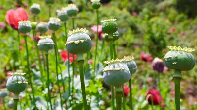  تکذیب شایعه مجاز شدن کشت خشخاش در شهرستان بشاگرد