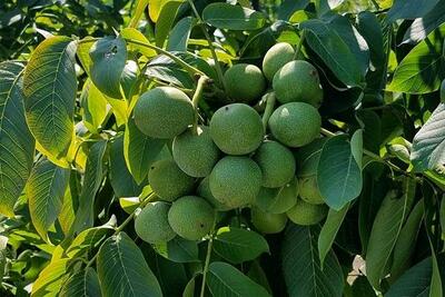  تولید یک میلیون اصله نهال گردو و بادام لیبل دار در میاندوآب