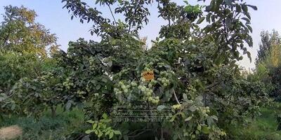  با کاشت نهال گردو ژنوتیپ رویال،نگران کم باری و سرمازدگی درختان خود نباشید