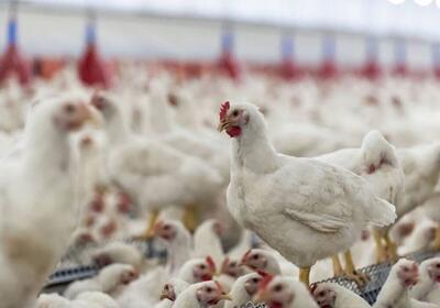  واقعیت‌های پشت توزیع مرغ‌های هورمونی در ایران | اقتصاد24