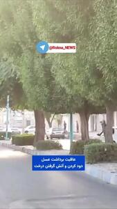  عاقبت برداشت عسل و آتش گرفتن درختان + فیلم