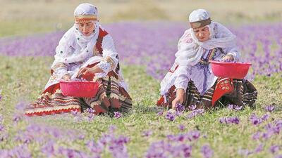  چرا زعفران ایرانی بی‌نام و نشان صادر می‌شود؟