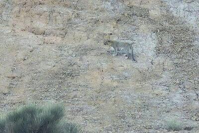  حضور پلنگ ایرانی در ارتفاعات خور و بیابانک تأیید شد