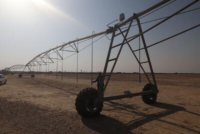  سامانه گرمسیری، مسیری تازه برای رشد اقتصاد کشاورزی ایلام