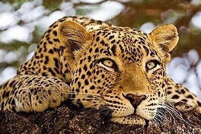  شناسامه‌دار کردن پلنگ در خراسان شمالی به دوربین تله‌ای نیاز دارد