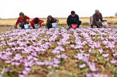  «زعفران» ایدئال برای تغییر الگوی کشت و شکوفایی اقتصاد کردستان