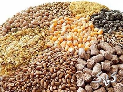 علت کمبود نهاده‌های دامی کدام است؟ مافیا یا سوء‌مدیریت - مجله اینترنتی کولاک