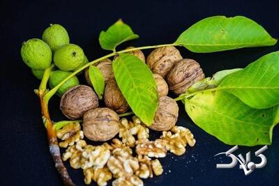  ۶ غذای کلیدی برای جلوگیری از مه مغزی، از نگاه متخصصان تغذیه - مجله اینترنتی کولاک