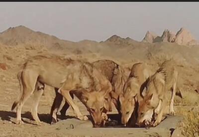 مشاهده ۵ قلاده گرگ خاکستری در منطقه جاشلوبار