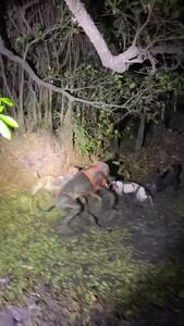  فیلم تلاش گراز برای فرار از حمله سگ‌ها