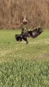  فیلم جاخالی دیدنی خرگوش از چنگال عقاب