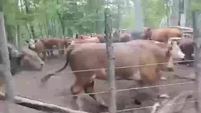  فیلم رقابت شدید گاوهای نر برای سلطه بر گله