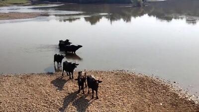  تأثیر کاهش آورد آب و ورود پساب صنعتی هفت‌تپه بر کیفیت آب و سلامت اکوسیستم رودخانه دز + فیلم