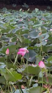  فیلم تالاب زیبای سوستان در لاهیجان