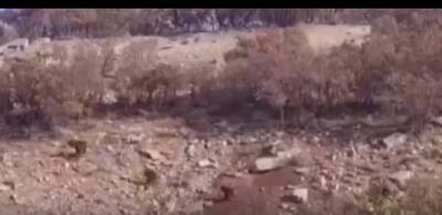  لحظه دیدنی دویدن بامزه خرس مادر و سه توله اش در فیروزآباد کرمانشاه - سلام نو