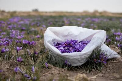  زخم بحران آب بر تن تولیدات زعفران خراسان رضوی