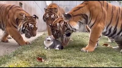  مستند حیات وحش؛ گربه یه میو کرد 6 تا ببر خودشون خیس کردن