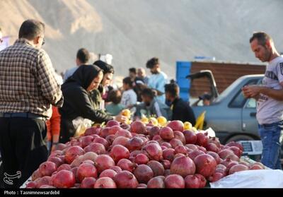  خودنمایی صد دانه‌هایی که در دل خاک‌های نمناک فاروق بیرون می‌زنند - تسنیم