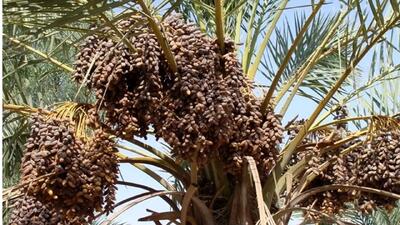  تنه خشک درختان خرما اهالی و کشاورزان روستای محمد آباد سجادی را نگران کرد