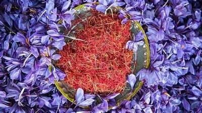  گوشه‌هایی از دومین جشنواره زعفران در دهکده گلاب و زعفران + فیلم