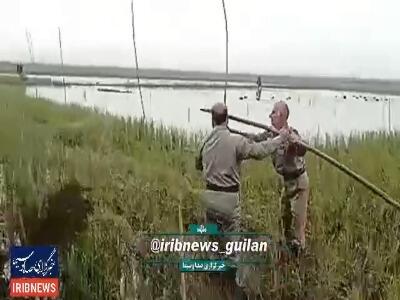  دام‌های هوایی، شیوه جدید شکارچیان غیر مجاز در آستانه‌اشرفیه!