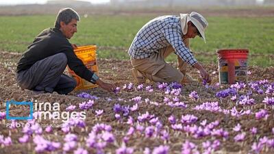  سالانه ۳۵۰ تن نگین زعفران در کشور تولید و ۲۵۰ تن آن صادر می‌شود