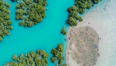  بزرگترین پوشش حرای جهان