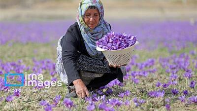  فاروج و رویای تثبیت نشان جهانی زعفران؛ نماینده قوچان چه می‌گوید؟