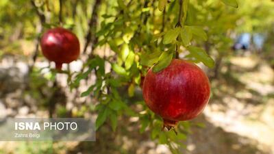  پیش‌بینی برداشت ۲۰ هزار تن انار در کردستان‌ طی امسال