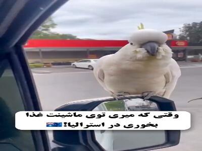  وقتی تو استرالیا میری تو ماشینت غذا بخوری