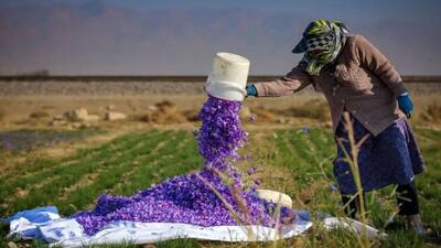  طلای سرخ در دامنه البرز