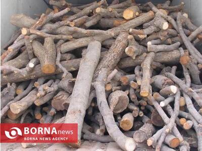  کشف ۱۳ تن چوب قاچاق در دو شهرستان کرمانشاه